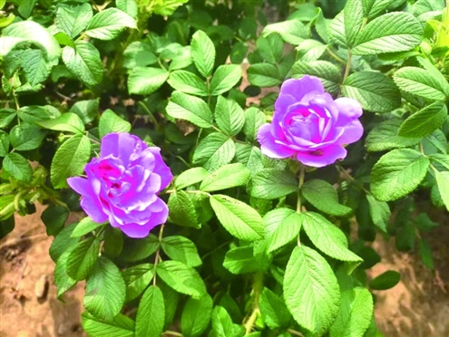 平阴玫瑰